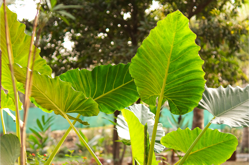 leaf
